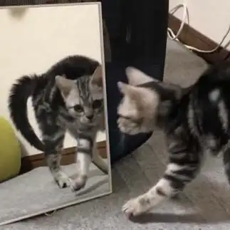 己に威嚇しすぎるネコ　　トモさん