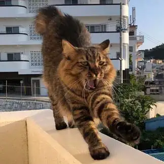 欠伸するのにはスリリングすぎるネコ　　沖縄移住猫と飼い主さん