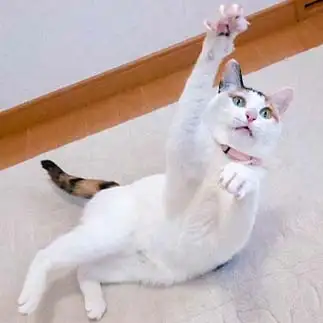 天にもすがる想いすぎるネコ　　にゃんさん