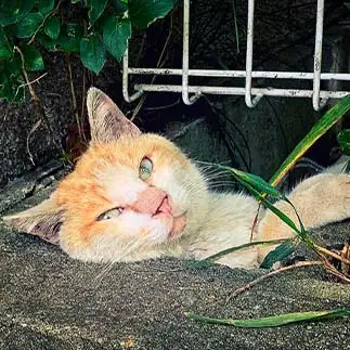 はぁ～ビバビバすぎるネコ　　Takezooさん