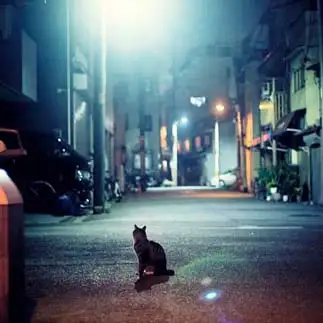 未知との遭遇すぎるネコ　　Takezooさん