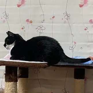 ネッシーすぎるネコ　　ぼんママさん