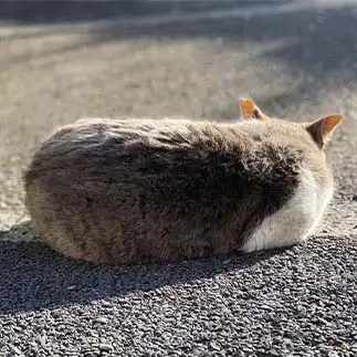 カーリングのストーンすぎるネコ　　ゆきんこさん