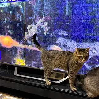 おならジェットすぎるネコ　　ゆずなつさん
