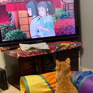 ジブリはトトロより千と千尋派ですすぎるネコ　　banmamiさん