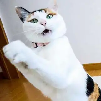 熱唱しすぎるネコ　　にゃんさん