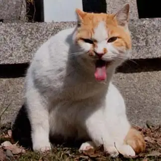 ベー！すぎるネコ　　大吉さんさん