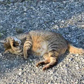 顔を見られなく無さすぎるネコ　　TAKAさん