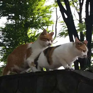 押すなよ、絶対に押すなよすぎるネコ　　れみぞーさん