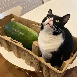 冬瓜になりたすぎるネコ　　チーズさん