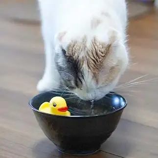 鼻うがいすぎるネコ　　モフコさん
