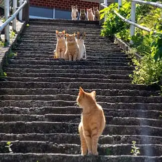 見送りが多すぎるネコ　　cat_g_kotomiさん