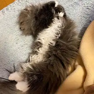 捻れすぎるネコ　　チコマカさん