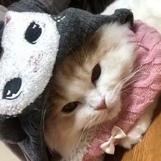 4歳娘におめかしさせられすぎるネコ　　ありさん