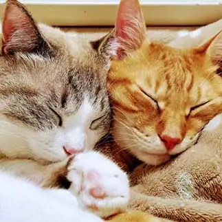 仲良しすぎるネコ　　トラ＆カイさん