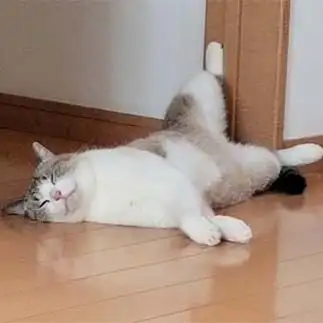 ぐうたらすぎるネコ　　カイさん