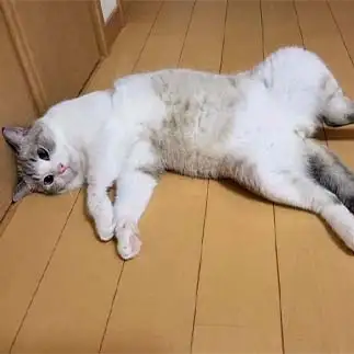 リラックスしすぎるネコ　　猫おばさんさん