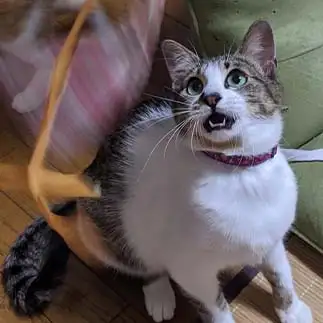 見てはいけないものを見た顔すぎるネコ　　ひまわり屋ひまさん