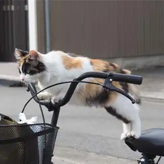 夢はサーカスの曲芸師すぎるネコ　　黒猫カレンさん