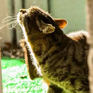 世界の平和を願いすぎるネコ　　しおんさん
