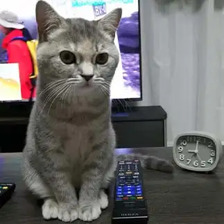 置物すぎるネコ　　shi☆oさん