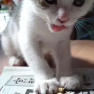バビりすぎるネコ　　猫モフ子さん