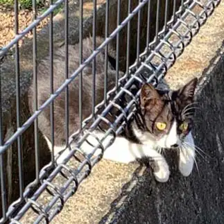 よいしょ！すぎるネコ　　まきなこさん