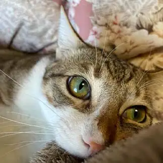 甘えっ子すぎるネコ　　トトのママさん