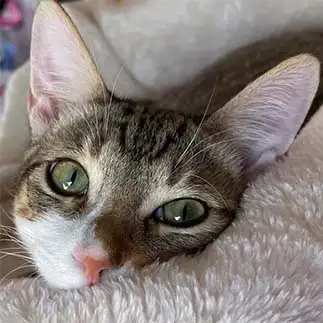 あざとすぎるネコ　　トトのママさん