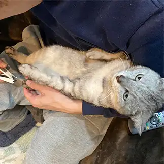 魂が飛びすぎるネコ　　ミロルナのママさん