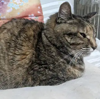 シルエットがうさぎすぎるネコ　　ひまわり屋ひまさん