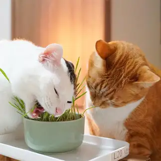 猫草が好きすぎるネコ　　habaonekoさん