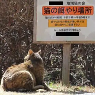 ごはんお待ちしておりますすぎるネコ　　はんさん