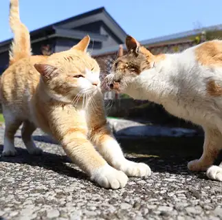 圧が強すぎるネコ　　tzkrsatoruさん