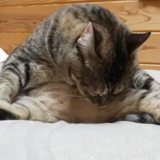 お手入れに足を広げすぎるネコ　　花ちゃんさん