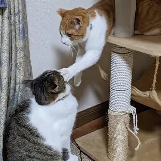 ツッコミが下手すぎるネコ　　ひまわり屋ひまさん