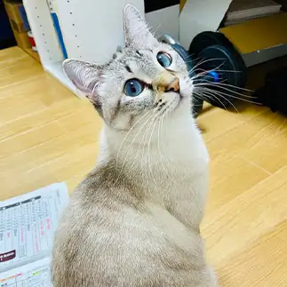 見返りすぎるネコ　　カジハラさん