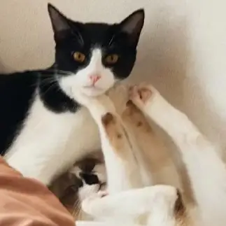 パパラッチを気にしすぎるネコ　　まつげさん