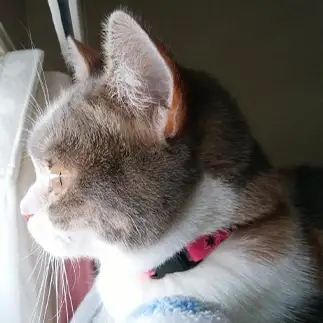窓際セキュリティ隊、ニャルソックすぎるネコ　　南無ねこ、可愛いさん