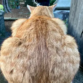 背中がたくましすぎるネコ　　ぽんたさん