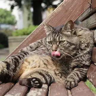 猫背すぎるネコ　　れみぞーさん