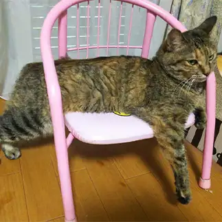 妥協点が甘すぎるネコ　　ひまわり屋ひまさん
