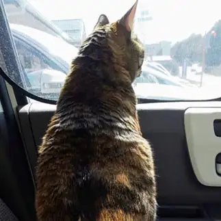 動物病院の順番を気にしすぎるネコ　　花ちゃんさん