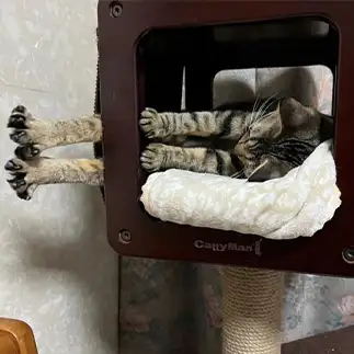 勢いが良すぎるネコ　　サキちゃんさん