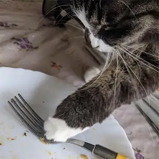 ビビりながらも好奇心と食欲が止まらなすぎるネコ　　ひまわり屋ひまさん