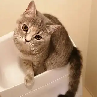 あまりに不安定すぎるネコ　　今志帆さん