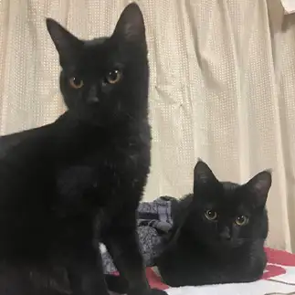 どっちがどっちかわからなすぎるネコ　　くまねこさん