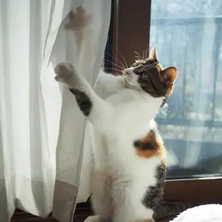 飼い主さんに悲鳴をあげさせすぎるネコ　　kuroneko_120さん