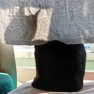 イリュージョンすぎるネコ　　にくまっぷさん