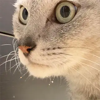 アゴにつけすぎるネコ　　ミロルナのママさん
